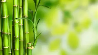 重磅：郑钦文进球数超C罗巅峰的简单介绍|博雅棋牌游戏